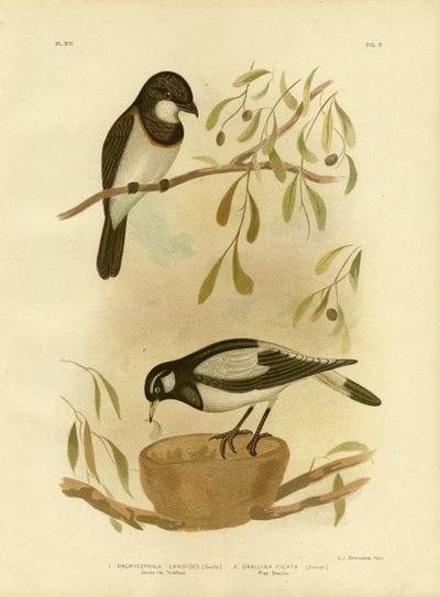 Suiriri Petto Bianco, 1891 da Gracius Broinowski